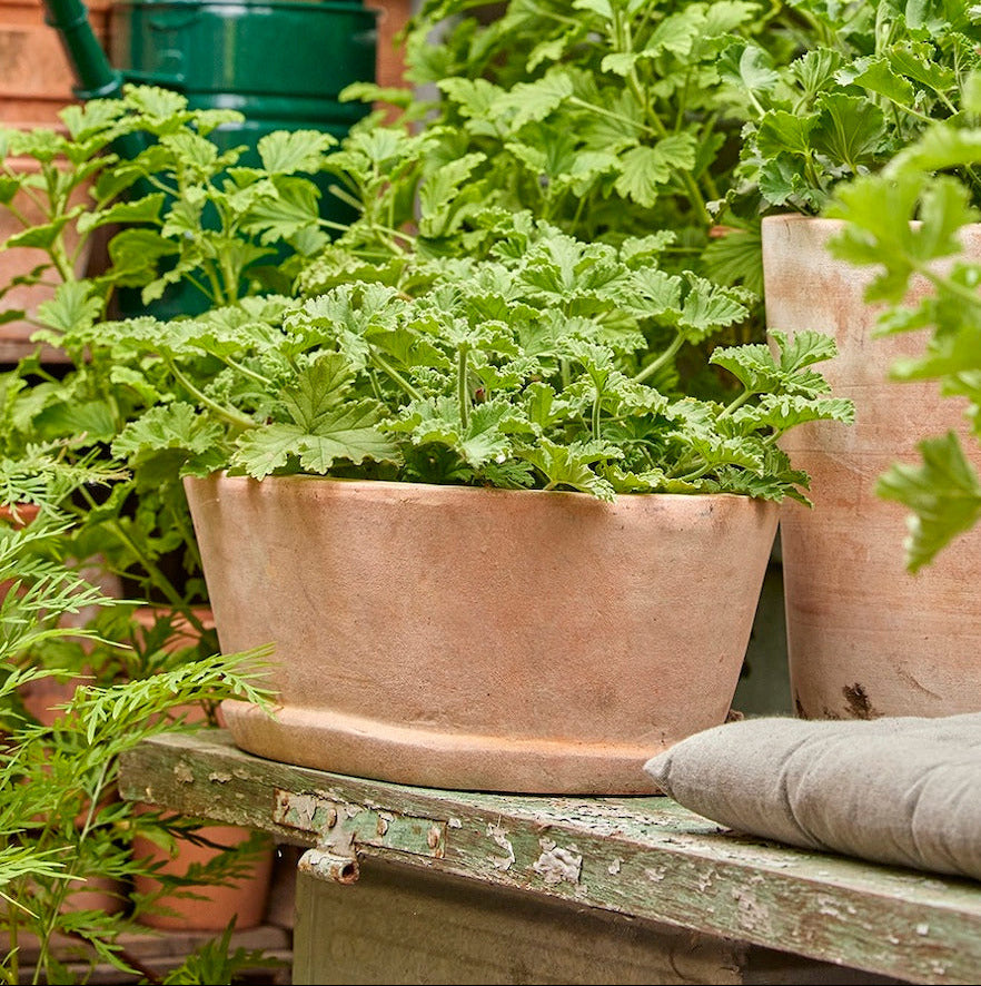 terracotta trough planter
