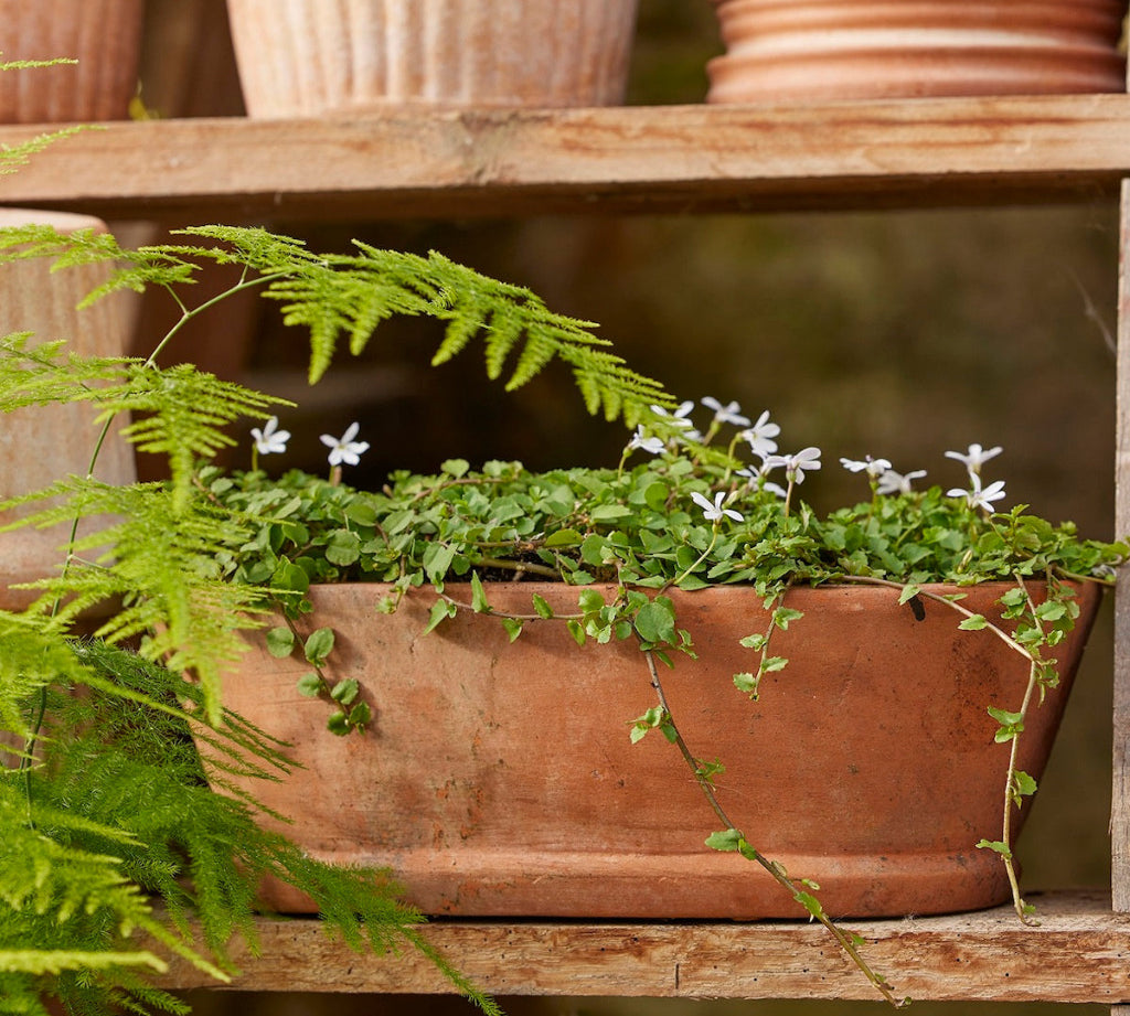 terracotta trough planter
