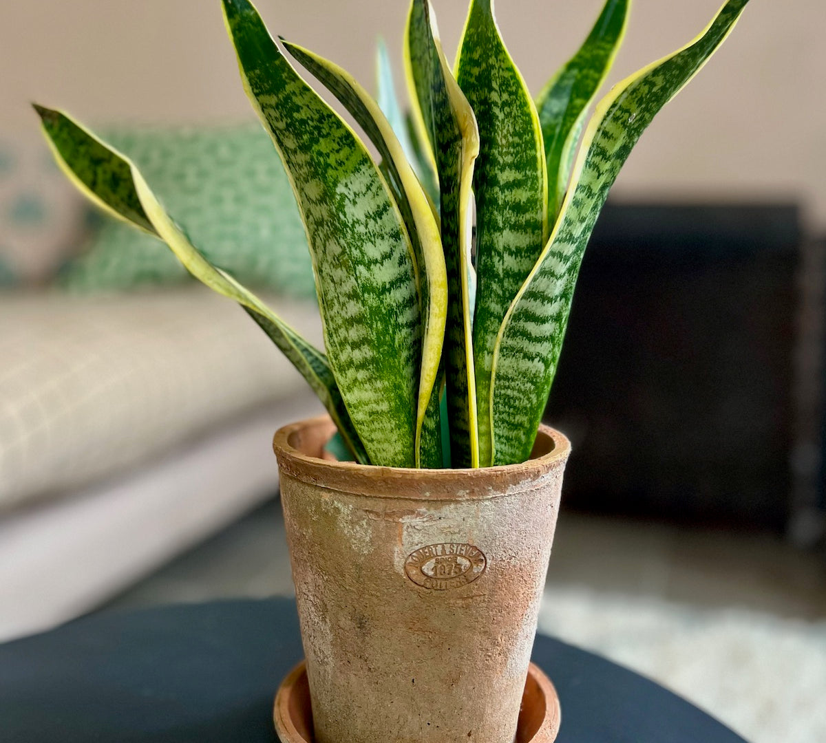 terracotta plant pot 