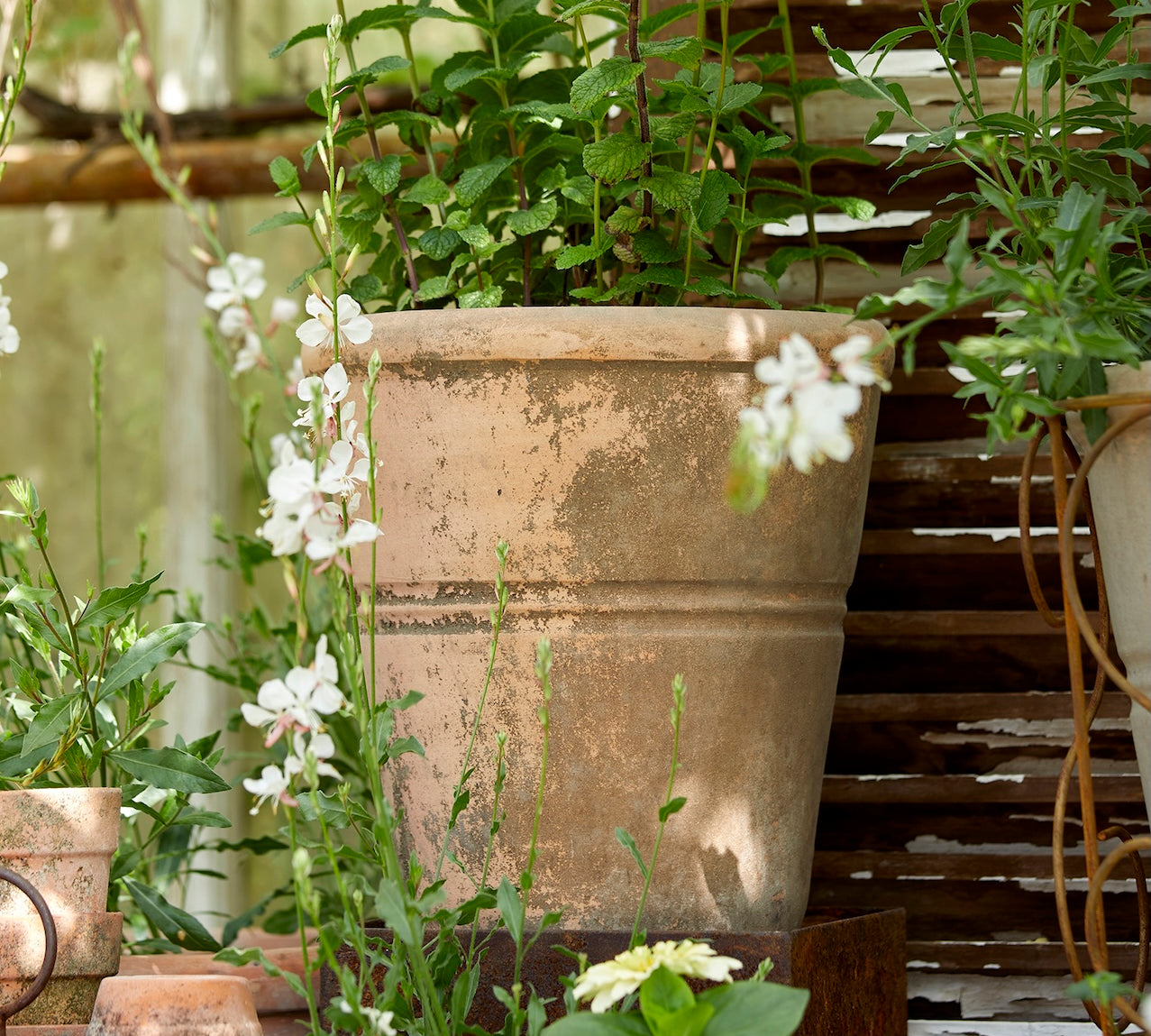Decorative terracotta planters with greenery and white flowers on a wooden background