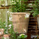 Decorative terracotta planters with greenery and white flowers on a wooden background