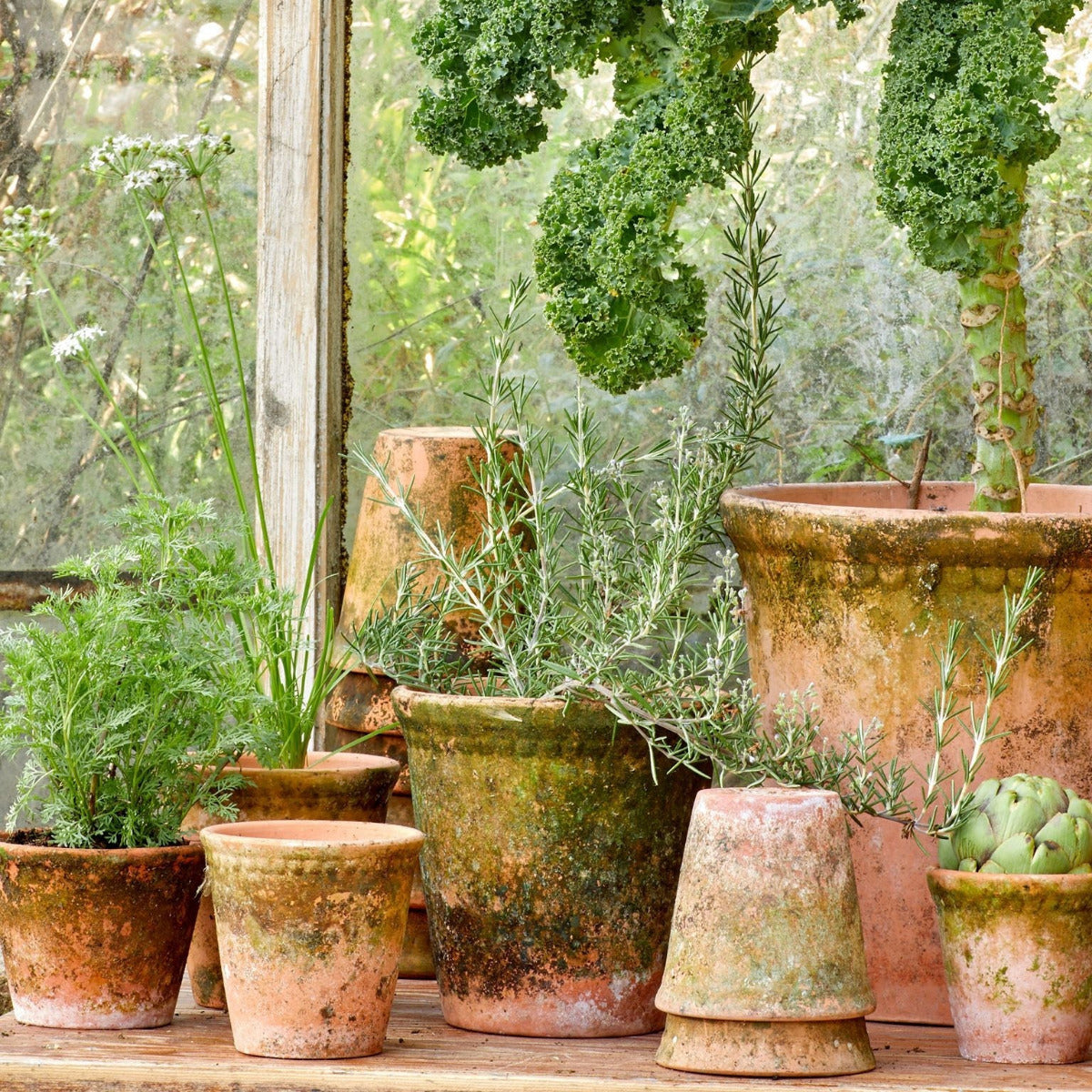 Collection of terracotta plant pots
