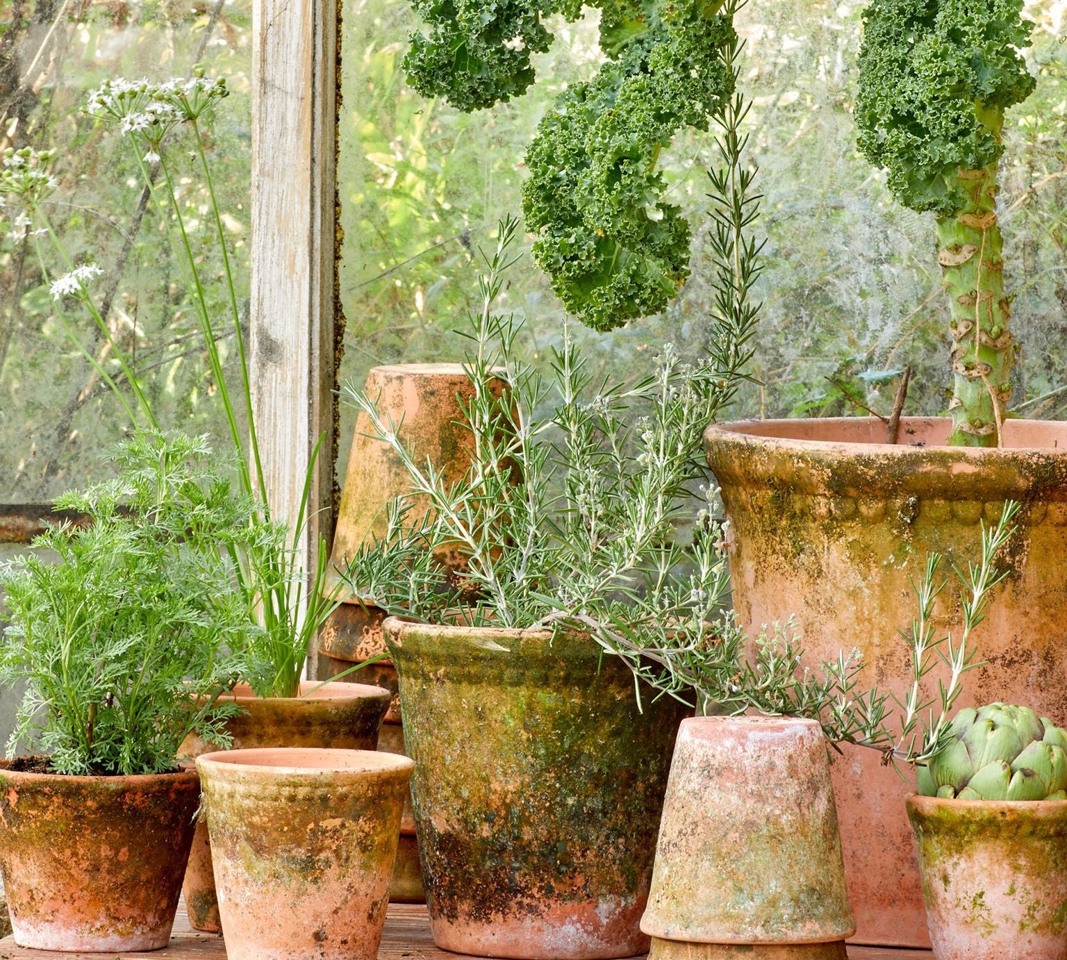 Collection of terracotta plant pots