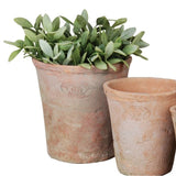terracotta plant pot
