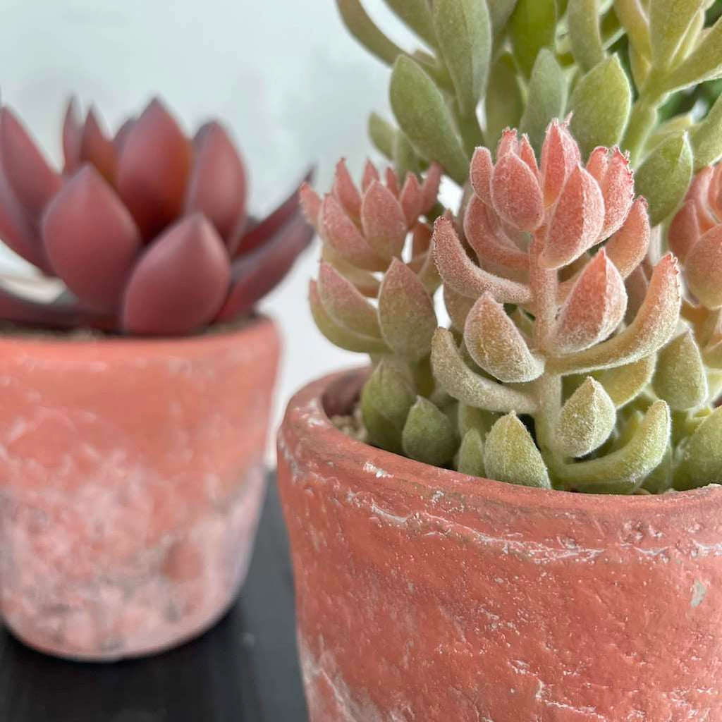 Artificial Succulent in Terracotta Pot
