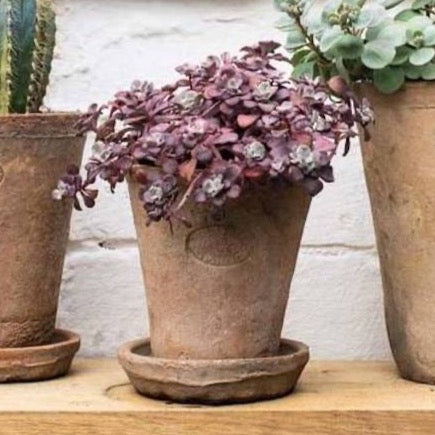 Small Aged Terracotta Plant Pot
