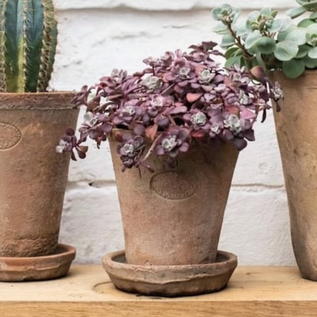 A small aged terracotta plant pot with a plant growing out of it, placed on a wooden surface.