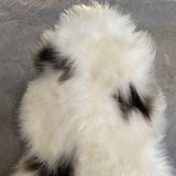 spotted Icelandic sheepskin rug 