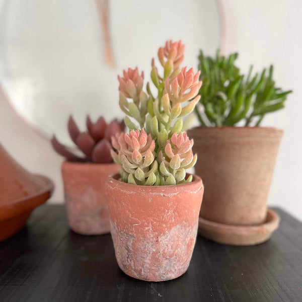 tall green and pink succulent plant in terracotta plant pot