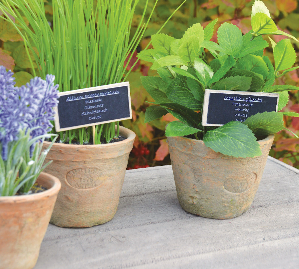 terracotta plant pots