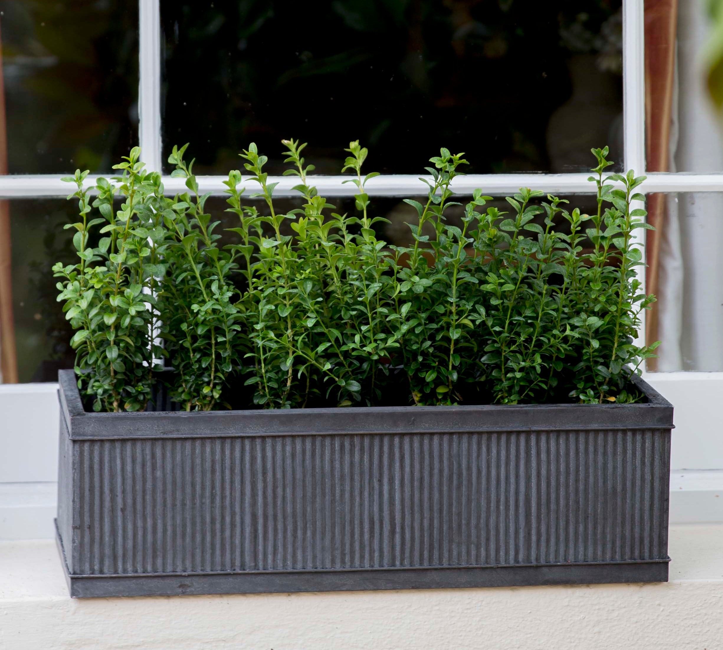 Vence window box 